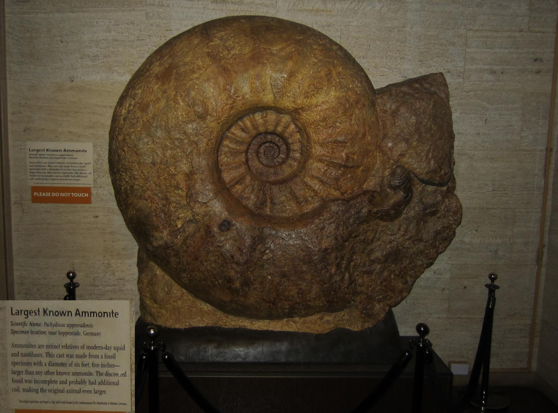 LANHM Bug Fair 2013 Giant Fossil Ammonite